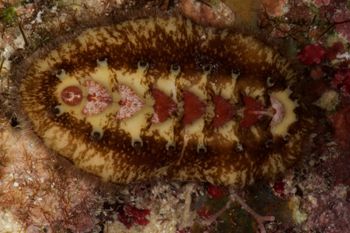 Media type: image;   Malacology 384364